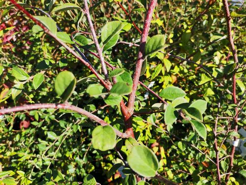 Cotoneaster omissus