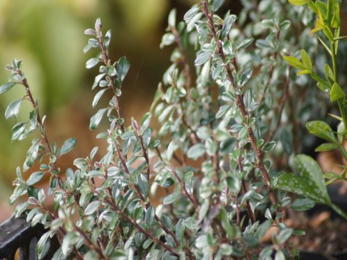 Cotoneaster radicans