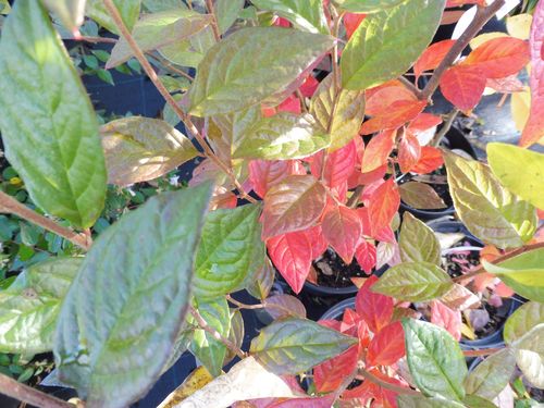 Cotoneaster redheri Cotoneaster redheri