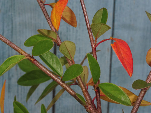 Cotoneaster salicifolius