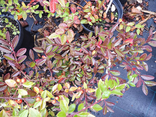 Cotoneaster sargentii rubescens