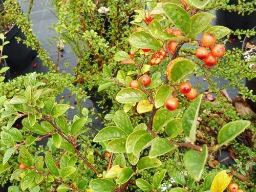 Cotoneaster sikangensis