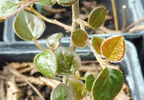 Cotoneaster taylorii Cotoneaster taylorii