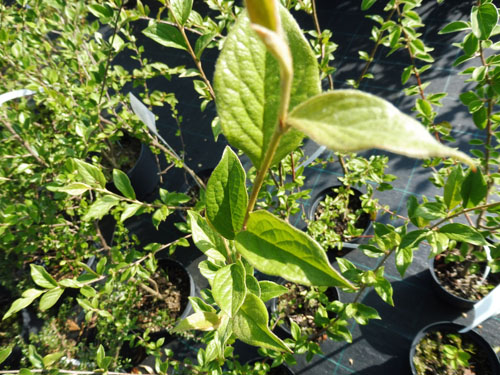 Cotoneaster thimphuensis Cotoneaster thimphuensis