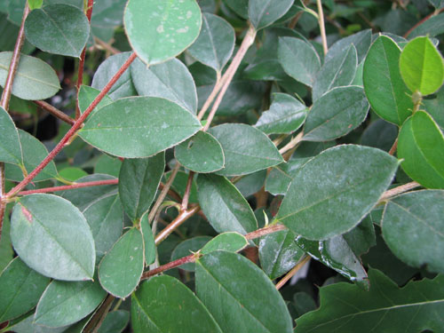 Cotoneaster turbinatus