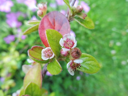 Cotoneaster vandelarii Cotoneaster vandelarii