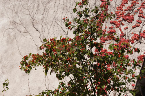 Crataegus cordata