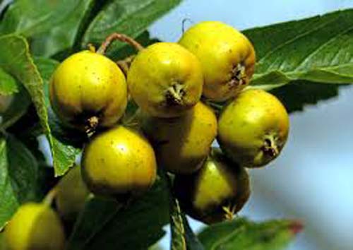 Crataegus mexicana Crataegus mexicana
