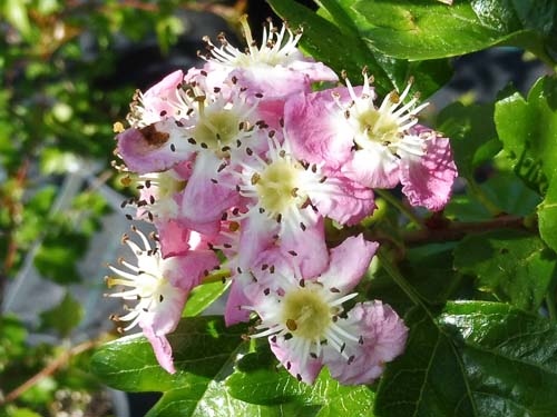 Crataegus monogyna 'Rosea' Crataegus monogyna 'Rosea'