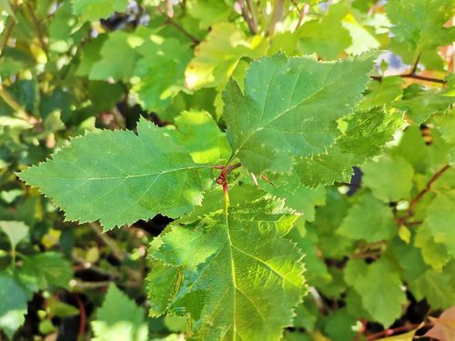 Crataegus pedicellata