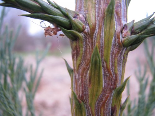 Cryptomeria japonica Cryptomeria japonica