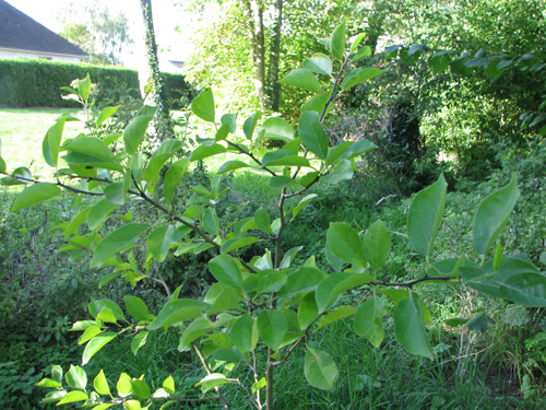 Cudrania tricuspidata