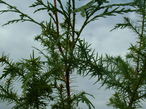 Cupressus funebris