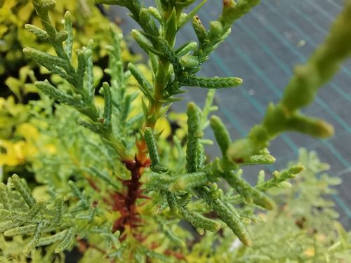 Cupressus nevadensis
