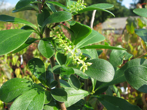 Cyrilla racemiflora