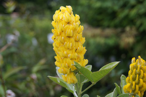 Cytisus battandieri 'Yellow Tail' Cytisus battandieri 'Yellow Tail'