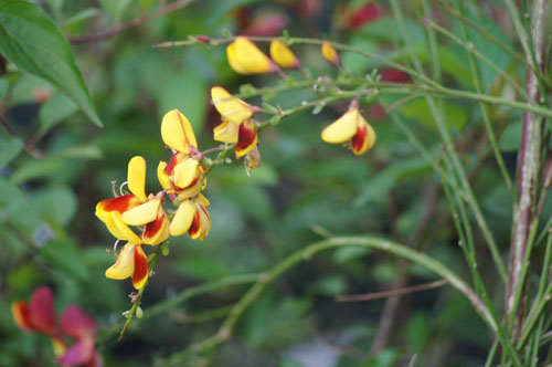 Cytisus scoparius 'Andreanus'