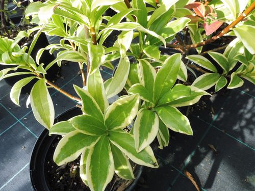 Daphne odora 'Geisha Girl' Daphne odora 'Geisha Girl'