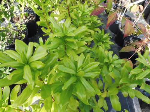 Daphne odora Daphne odora