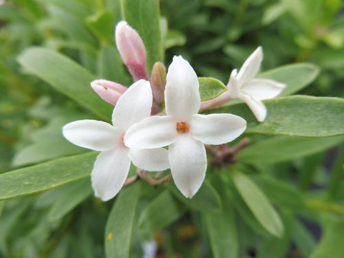 Daphne transatlantica 'Eternal Fragrance' Daphne transatlantica 'Eternal Fragrance'