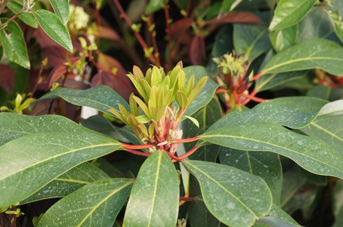 Daphniphyllum macropodum