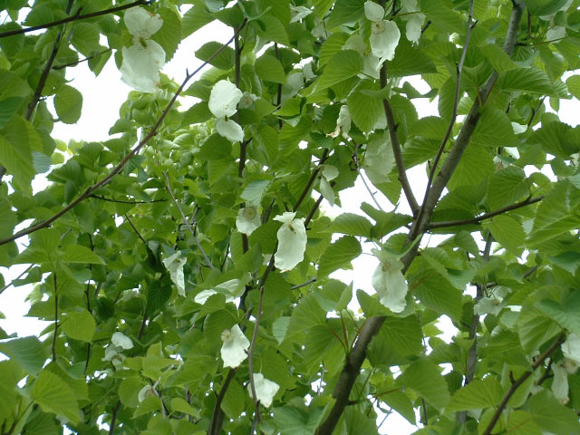 Davidia involucrata Davidia involucrata