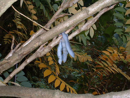 Decaisnea fargesii Decaisnea fargesii