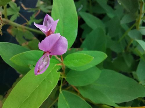 Desmodium canadense