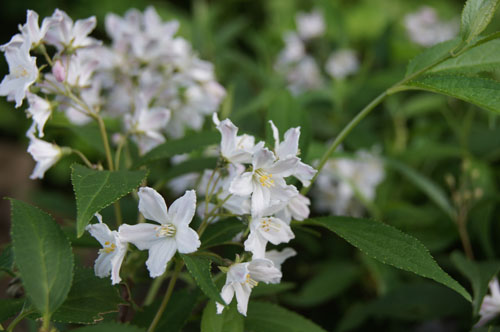Deutzia gracilis