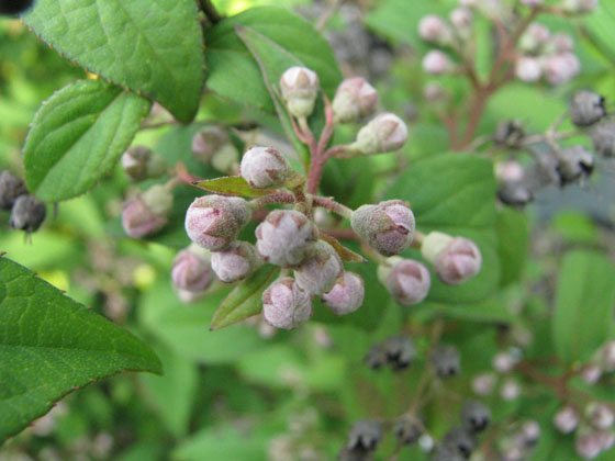 Deutzia hybrida 'Magicien'