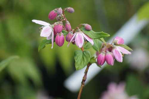 Deutzia hybrida 'Strawberry Fields' Deutzia hybrida 'Strawberry Fields'
