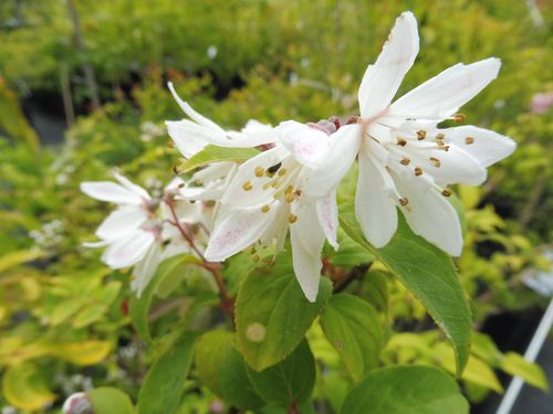 Deutzia ningpoensis Deutzia ningpoensis