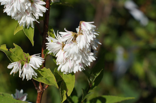 Deutzia scabra 'Pride of Rochester'