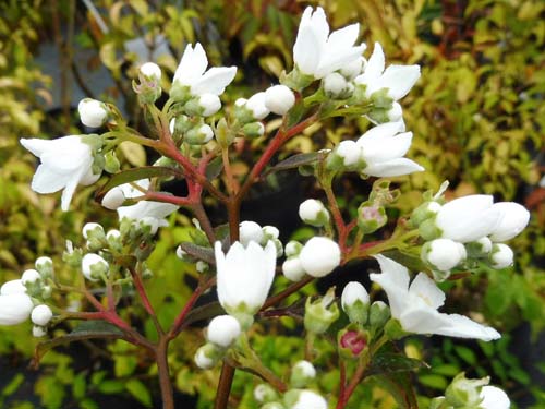 Deutzia setchuenensis var.corymbiflora