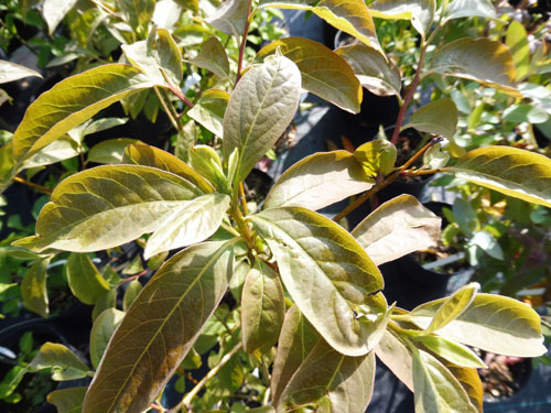 Diospyros glaucifolia Diospyros glaucifolia