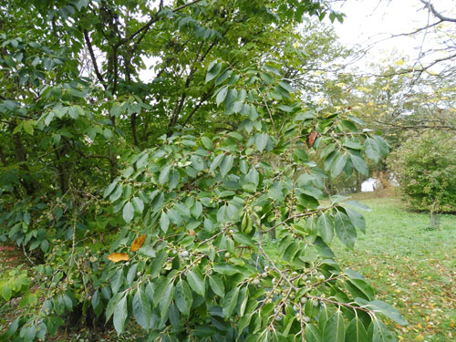 Diospyros lotus Diospyros lotus