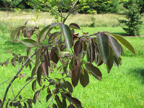 Diospyros virginiana