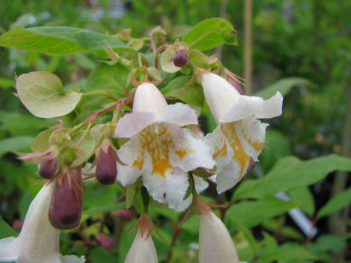 Dipelta floribunda Dipelta floribunda