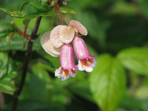 Dipelta ventricosa