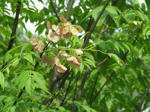 Dipteronia sinensis Dipteronia sinensis