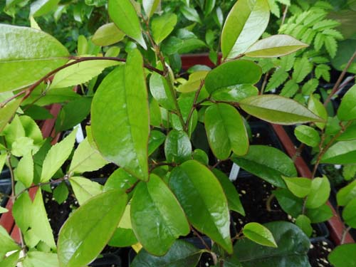 Distylium buxifolium