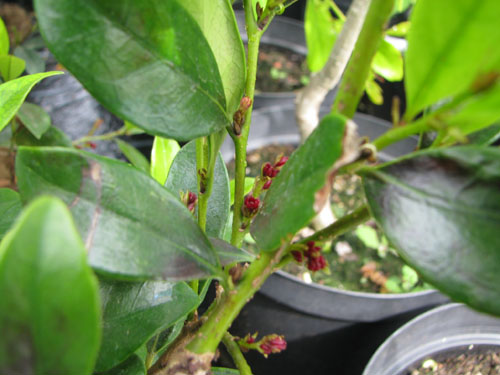 Distylium racemosum Distylium racemosum