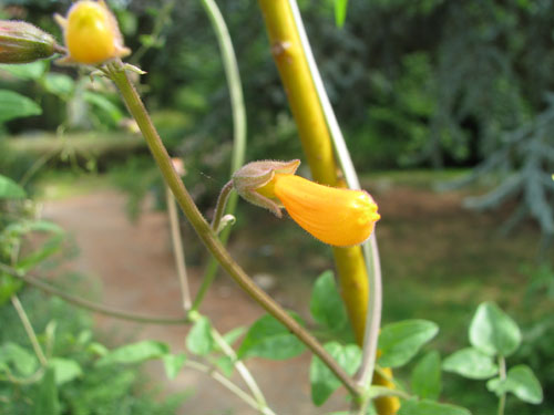Eccremocarpus scaber