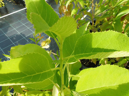 Ehretia dicksonii