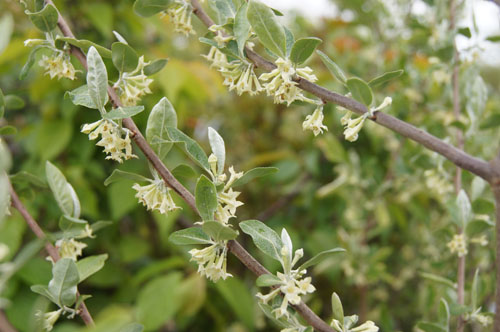 Elaeagnus parviflora