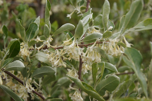 Elaeagnus umbellata Elaeagnus umbellata