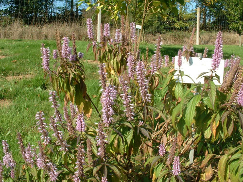 Elsholtzia stauntonii