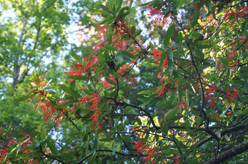 Embothrium coccineum