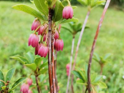 Enkianthus campanulatus 'Red Bells' Enkianthus campanulatus 'Red Bells'