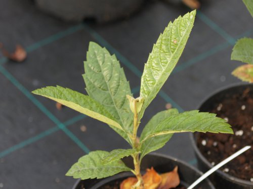 Eriobotrya japonica